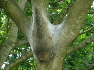 Een processierups nest in een eikenboom, goed te zien zijn de kenbare witte grijze spinsels.